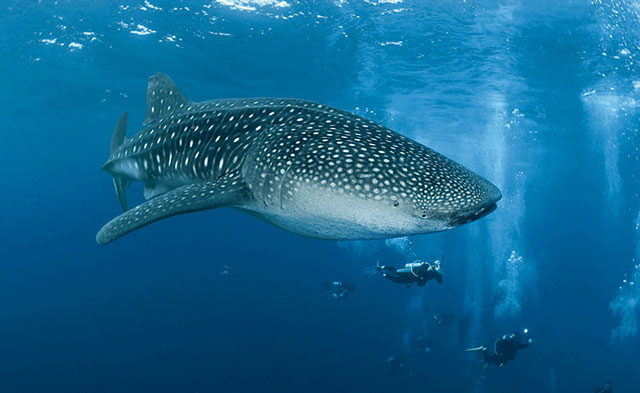 Whale Shark Diving in Belize