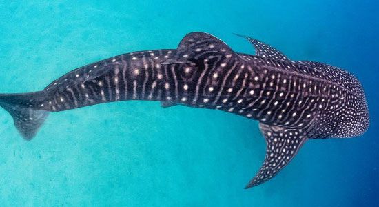 Whale Shark Diving In Belize