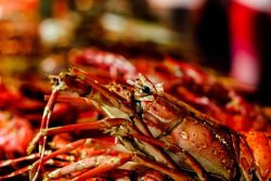 Belize Lobsterfest