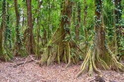 Belize Rainforests